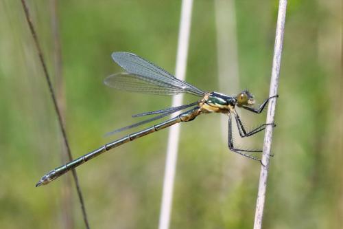 Lestes dryas